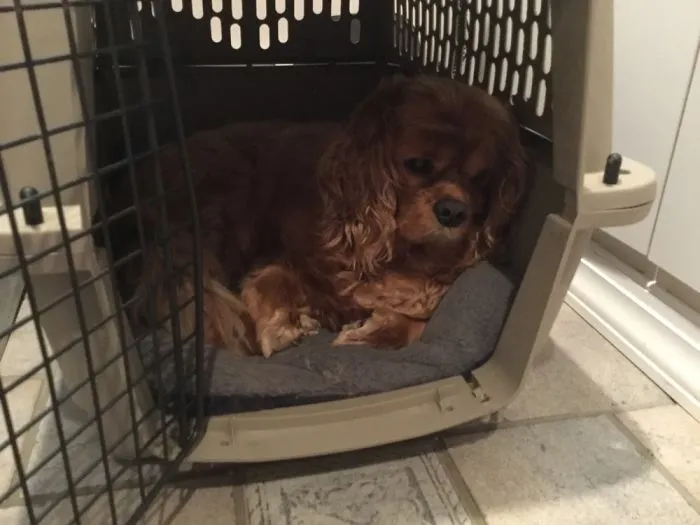 Teddy Is Now A Singer
