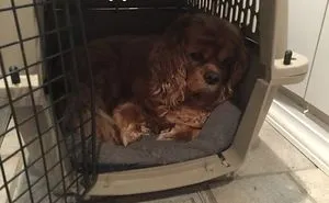 Teddy Is Now A Singer