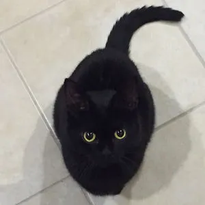 HellCatKuro