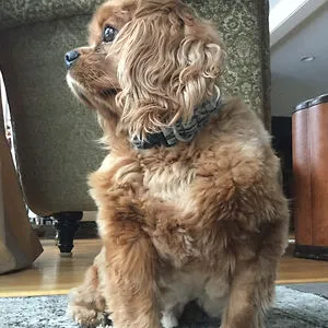CowandDogLover06