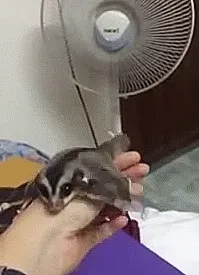 Intentando Planear Con El Aire Del Ventilador
