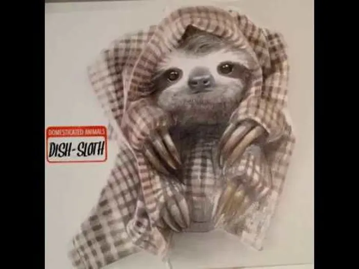 Dish Sloth