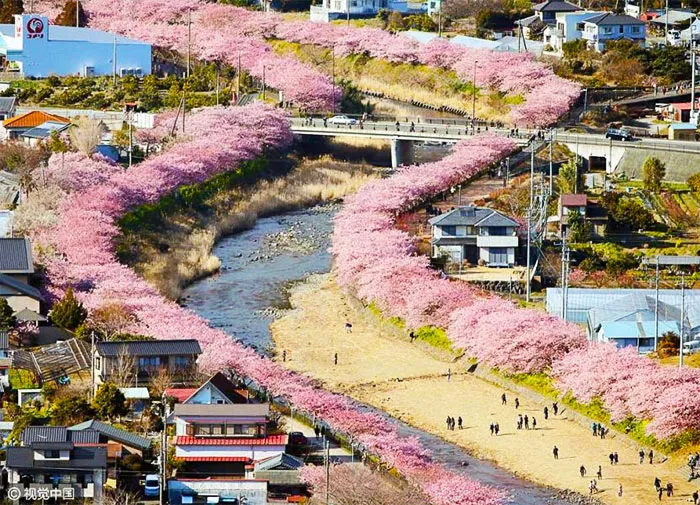 Los cerezos acaban de florecer en este pueblo japonés y las fotos son mágicas