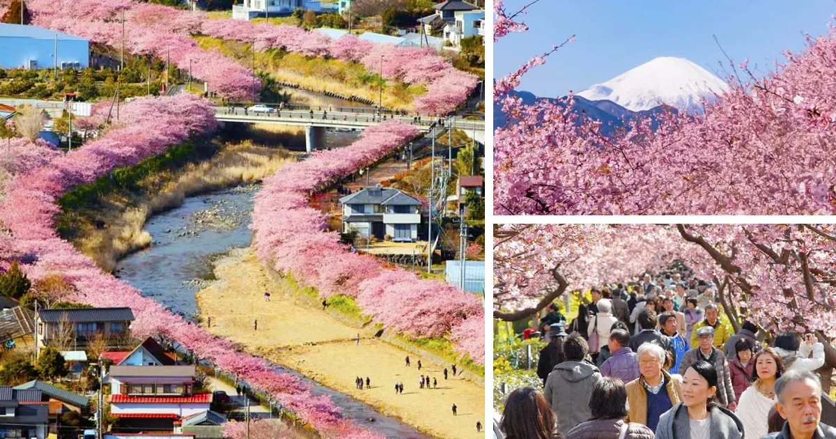 Los cerezos acaban de florecer en este pueblo japonés y las fotos son mágicas