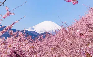 Cherry Blossoms Have Just Bloomed In This Japanese Town, And The Photos Are Magical