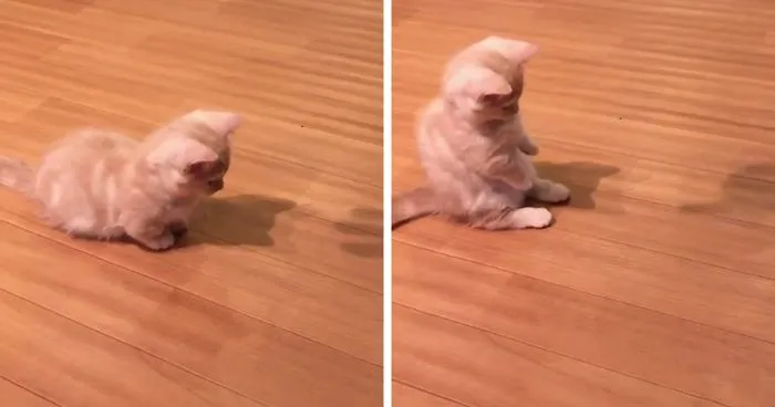 Kitten Meets His Shadow