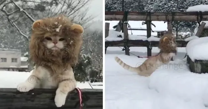 Lion Spotted In The City