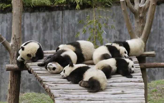 20+ Pics Of Super Cute But Very Very Bored Pandas