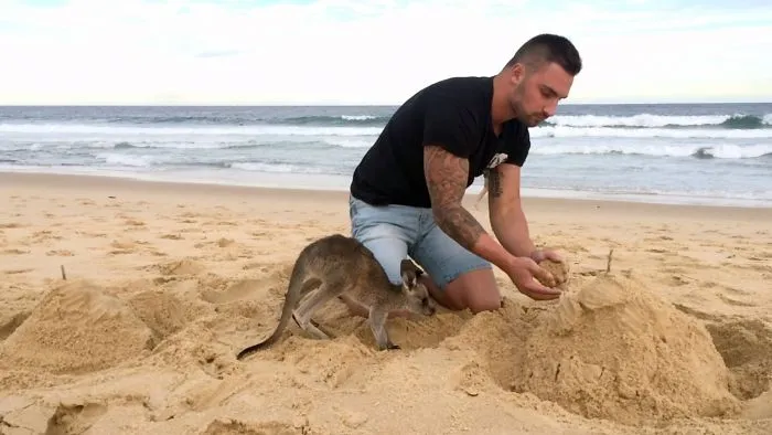 The Moment When Pet Kangaroo Is Your Best Friend