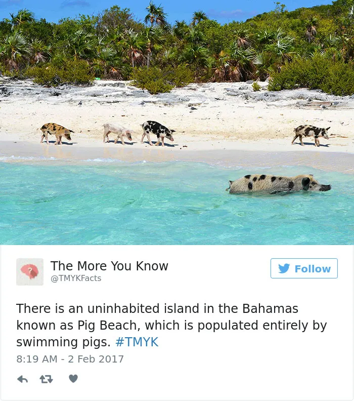 Pig Beach?