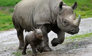 To Protect Rhinos, This National Park Just Shoots People (50 Poachers Killed So Far)
