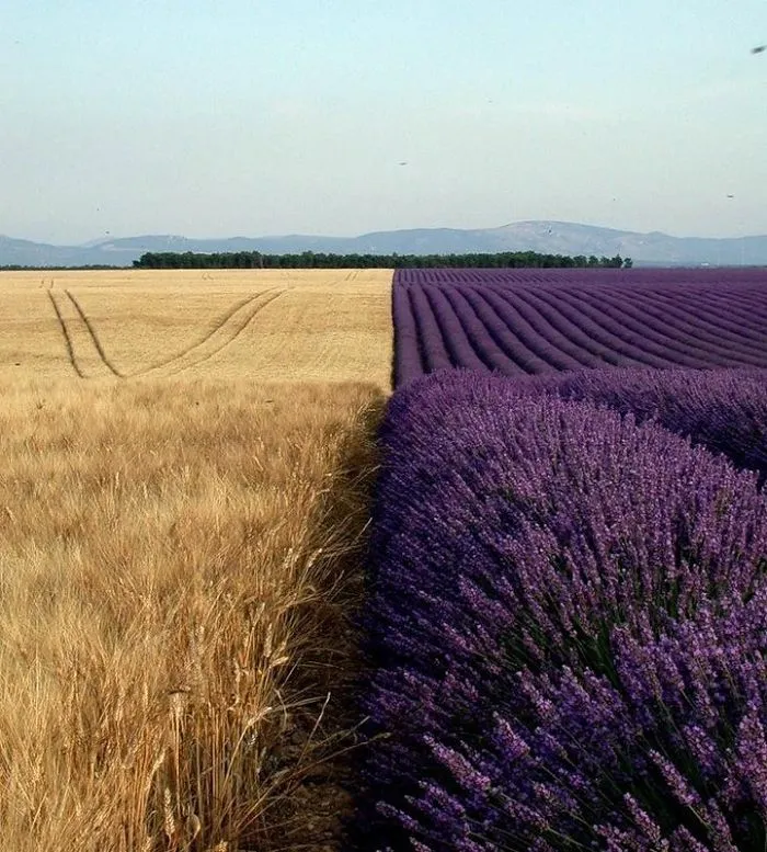 Campo de trigo junto a un campo de lavanda