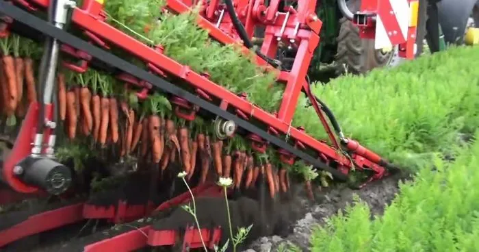 Harvesting Carrots Is Oddly Satisfying