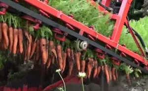 Harvesting Carrots Is Oddly Satisfying