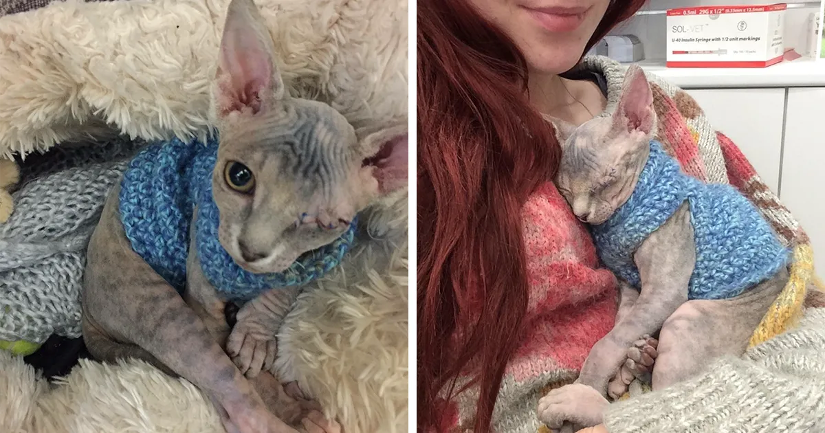 No sabía como reaccionaría su bull terrier ante su nuevo gato tuerto adoptado, ahora solo hay que verlos