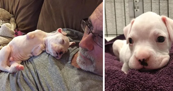 Vets Wanted To Euthanize Puppy Without Front Legs, But This Guy Stepped In