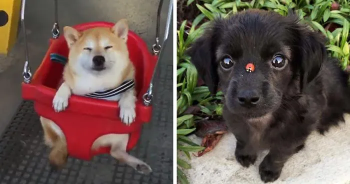 Paid Puppy Leave Is A Thing Now, And It's The Most Pawsome Idea Ever