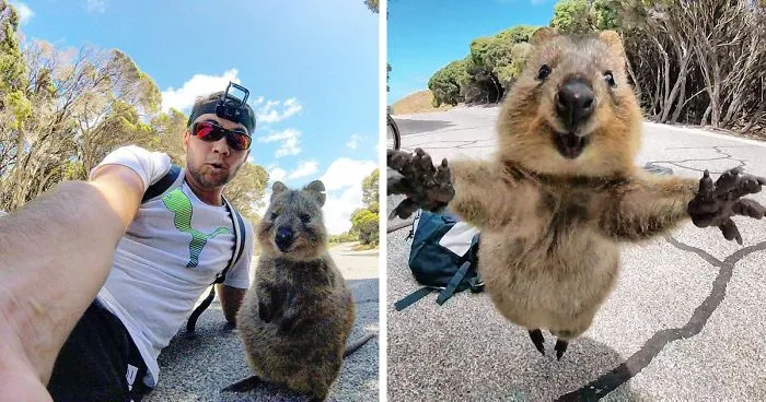 Man Meets Quokka, Quokka Won't Leave Him Alone