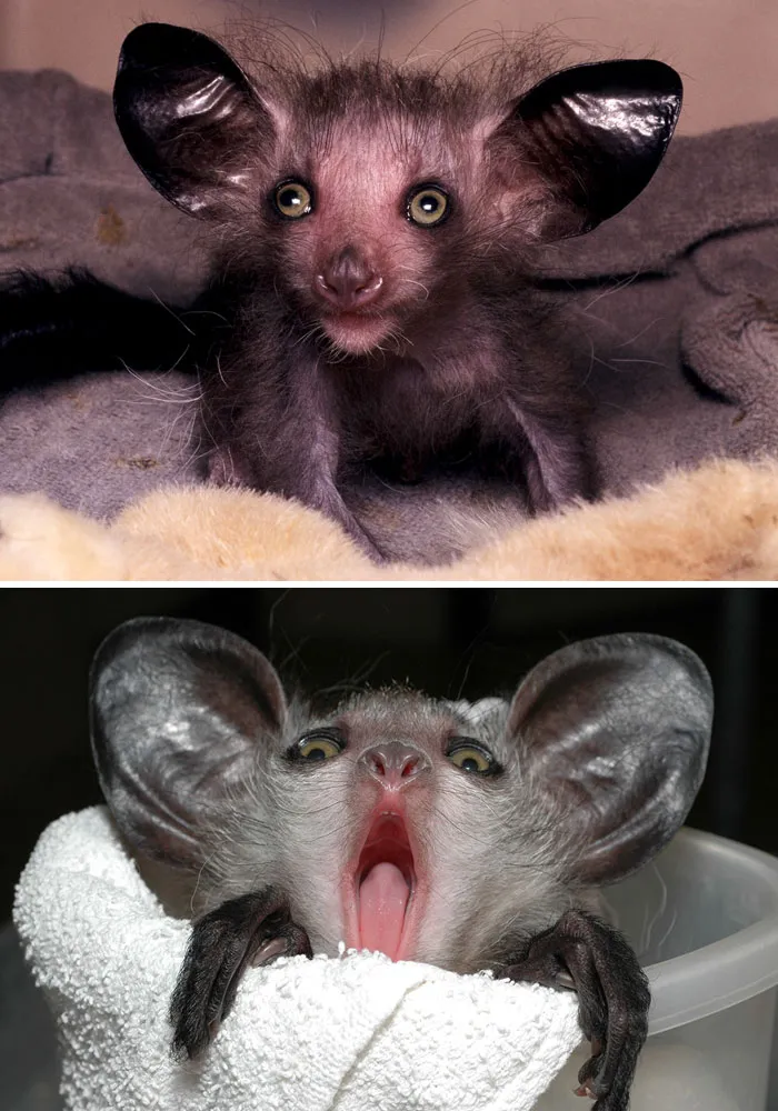 Cría de Aye-aye