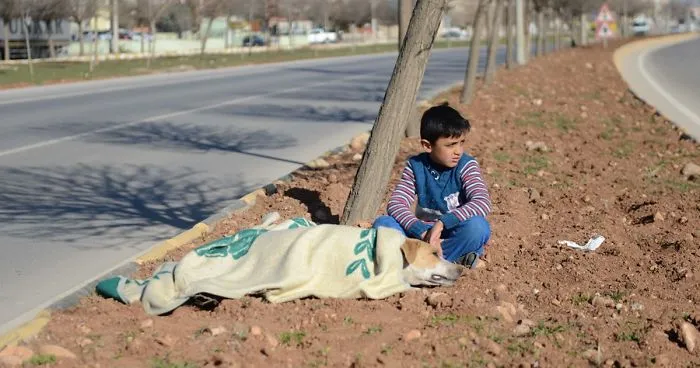 Refugee Boy Refuses To Leave Injured Stray Dog Until Help Arrives