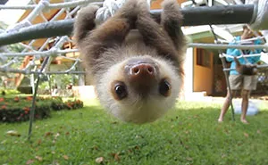 Watch Rescued Baby Sloths Have A Conversation And Try Not To Smile