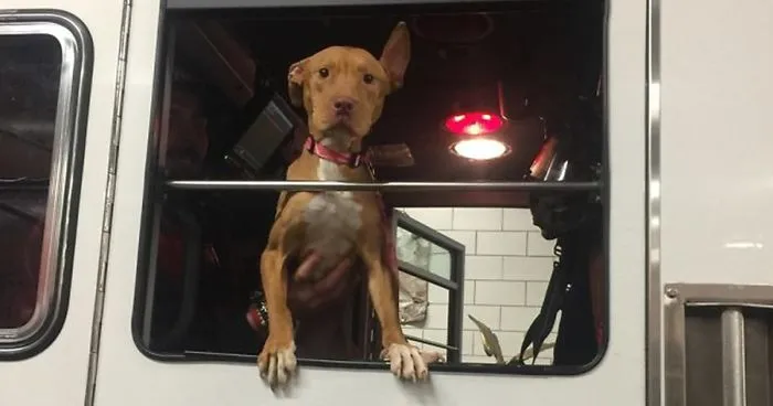 Starving Dog Left To Die By Her Owners Becomes Friends With Firefighters, And Now They Hang Out Every Day