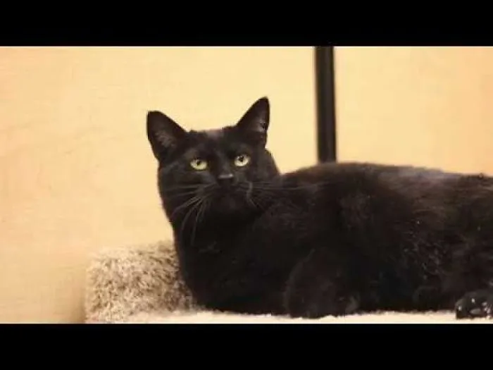 'just An Ordinary Cat' Has Waited Her Whole Life For Something To Happen...