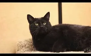'just An Ordinary Cat' Has Waited Her Whole Life For Something To Happen...