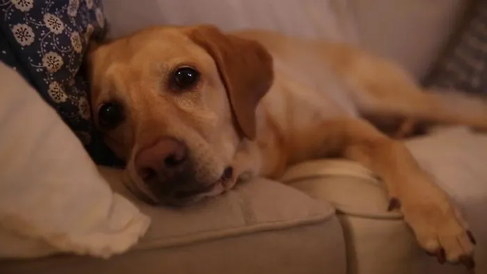 I Make Short Films Starring My Dogs Lisa And Diesel!