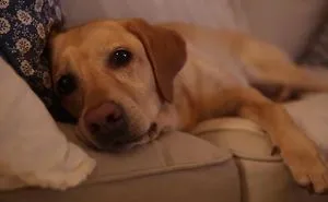 I Make Short Films Starring My Dogs Lisa And Diesel!