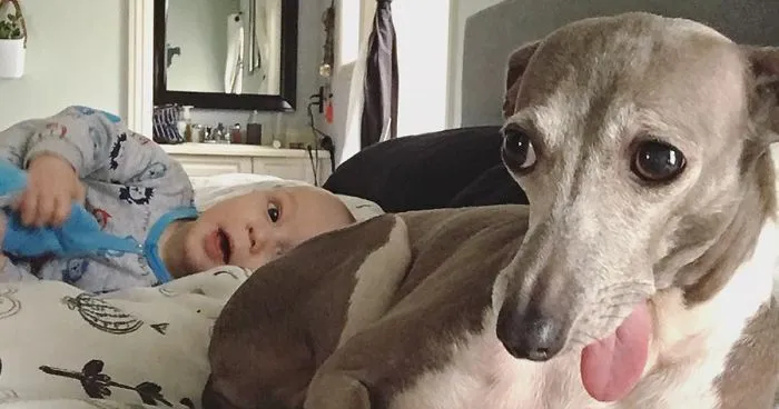 Nobody Knew How To Help This Dog Who Was Scared Of Everything, Until Her Baby Brother Arrived