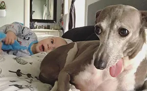 Nobody Knew How To Help This Dog Who Was Scared Of Everything, Until Her Baby Brother Arrived