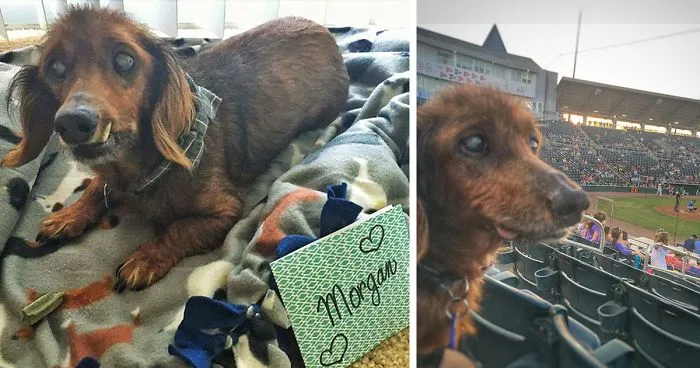 18-Year-Old Rescue Dog Does Everything On His Bucket List, And He's More Alive Than Ever