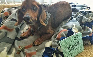 18-Year-Old Rescue Dog Does Everything On His Bucket List, And He's More Alive Than Ever