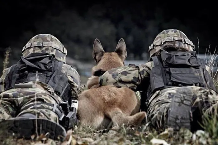Service Dog On A Mission