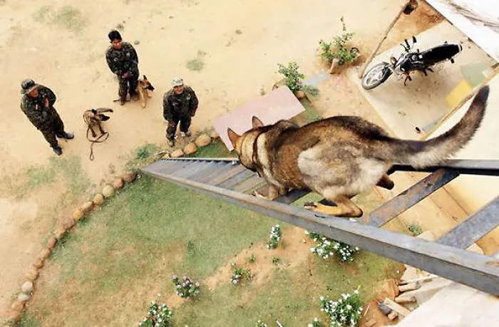 Military Dog In Training