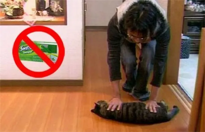 Use Your Cat To Clean Your Floors And Save On Expensive Store-Bought Cleaners