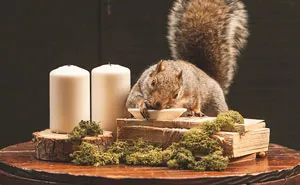 This Woman Throws Miniature Parties For Squirrels Who Come To Visit Her