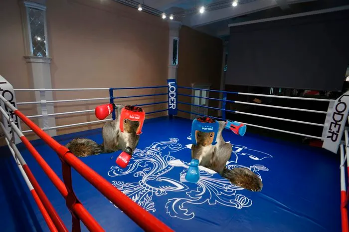 In The Boxing Ring