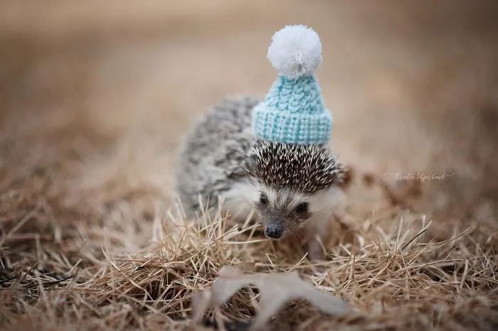 This Hedgehog Day, Treat Yourself With 47 Pictures Of Hedgehogs With Hats