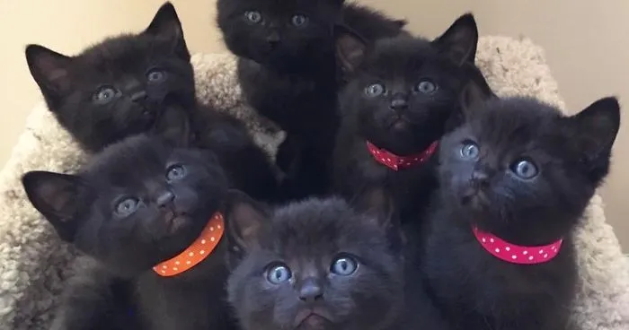 Cat Rescued From Cold Brings A Surprise For Her Saviors