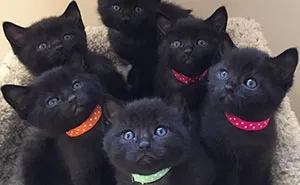 Cat Rescued From Cold Brings A Surprise For Her Saviors