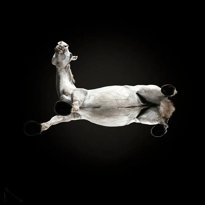 Under-Horse: I Photograph Horses From Underneath