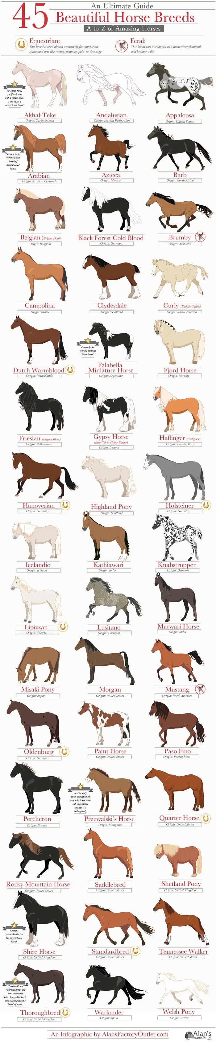 45 Beautiful Horse Breeds