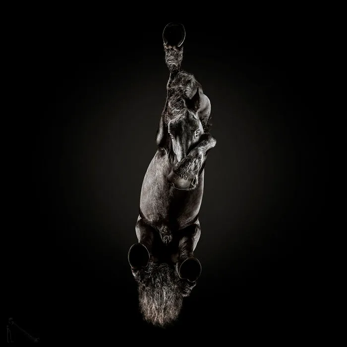 Under-Horse: I Photograph Horses From Underneath