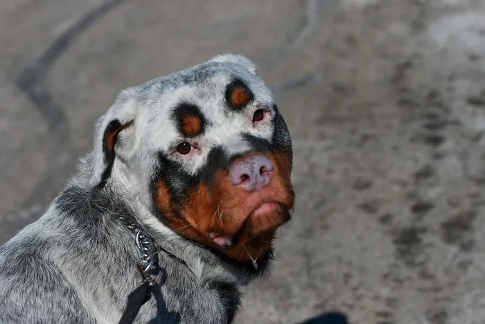 Perro Rottweiler
