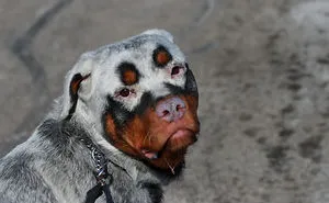 29 Unusual Looking Animals With Vitiligo Who Are Running Out Of Ink