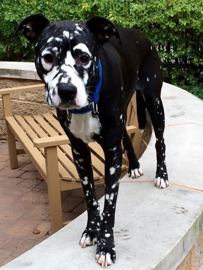 Perro
