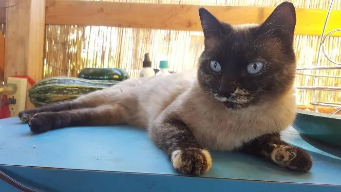 Gato Siamés