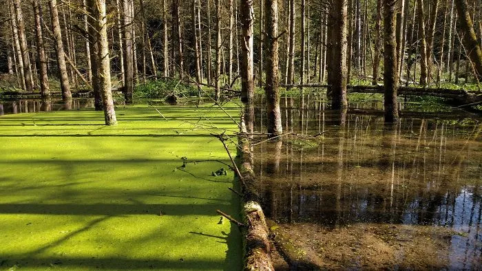 This Fallen Tree Is Holding Back The Duckweed